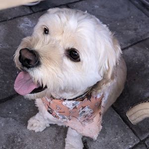 Meet your Posher, Penny